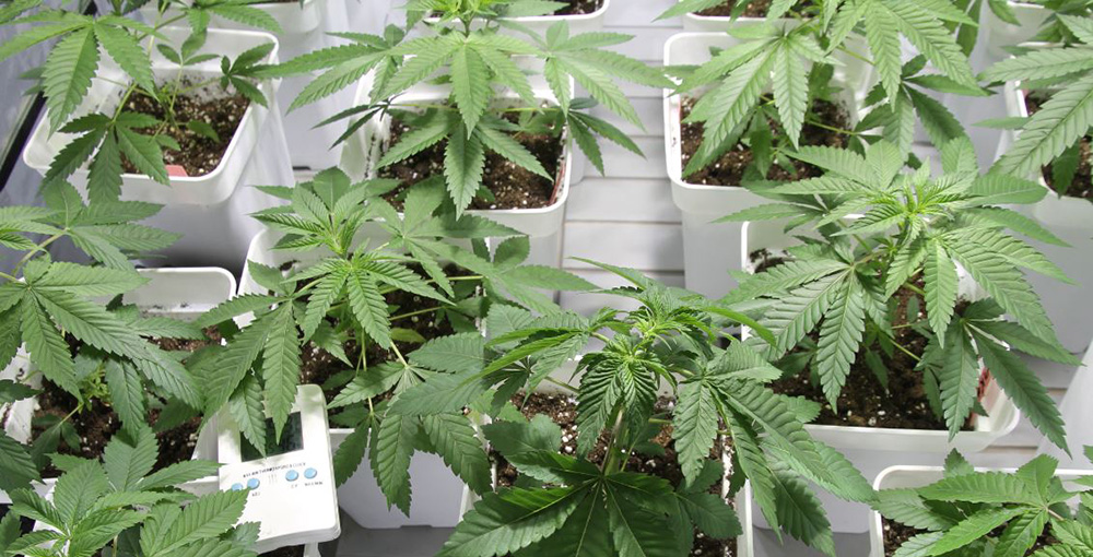 semi di cannabis femminizzati indoor