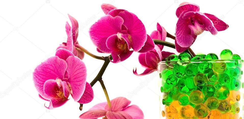 orchidea con idrogel