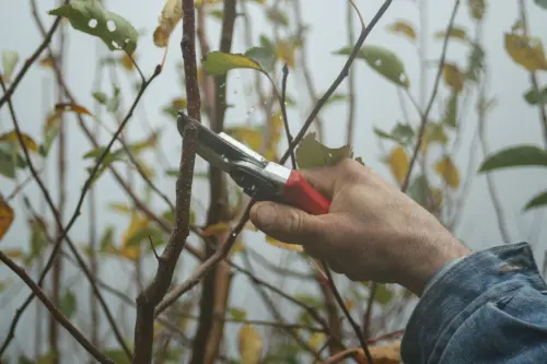 Come potare le piante: guida tecnica 2026