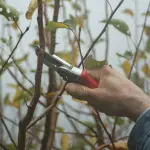 Come potare le piante: guida tecnica 2026