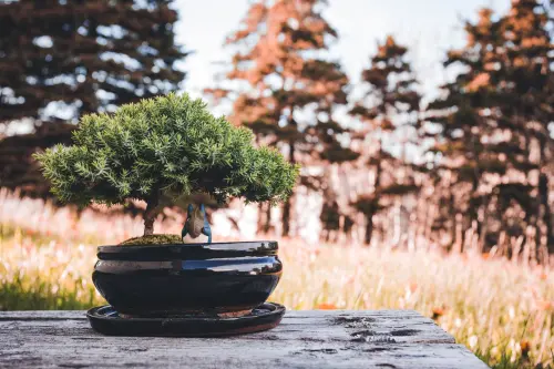 Bonsai come curare: irrigazione, potatura e rinvaso