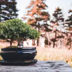 Bonsai come curare: irrigazione, potatura e rinvaso
