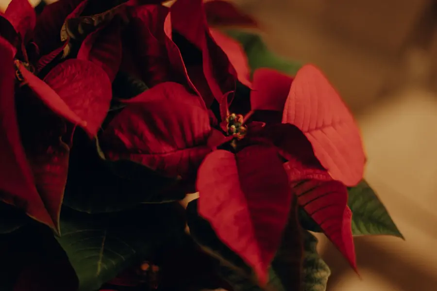 Come potare le stelle di Natale per farle rifiorire