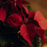 Come potare le stelle di Natale per farle rifiorire