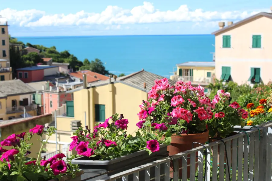 Fiori estivi perenni: quali piantare e come curarli