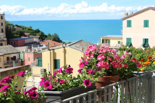 Fiori estivi perenni: quali piantare e come curarli