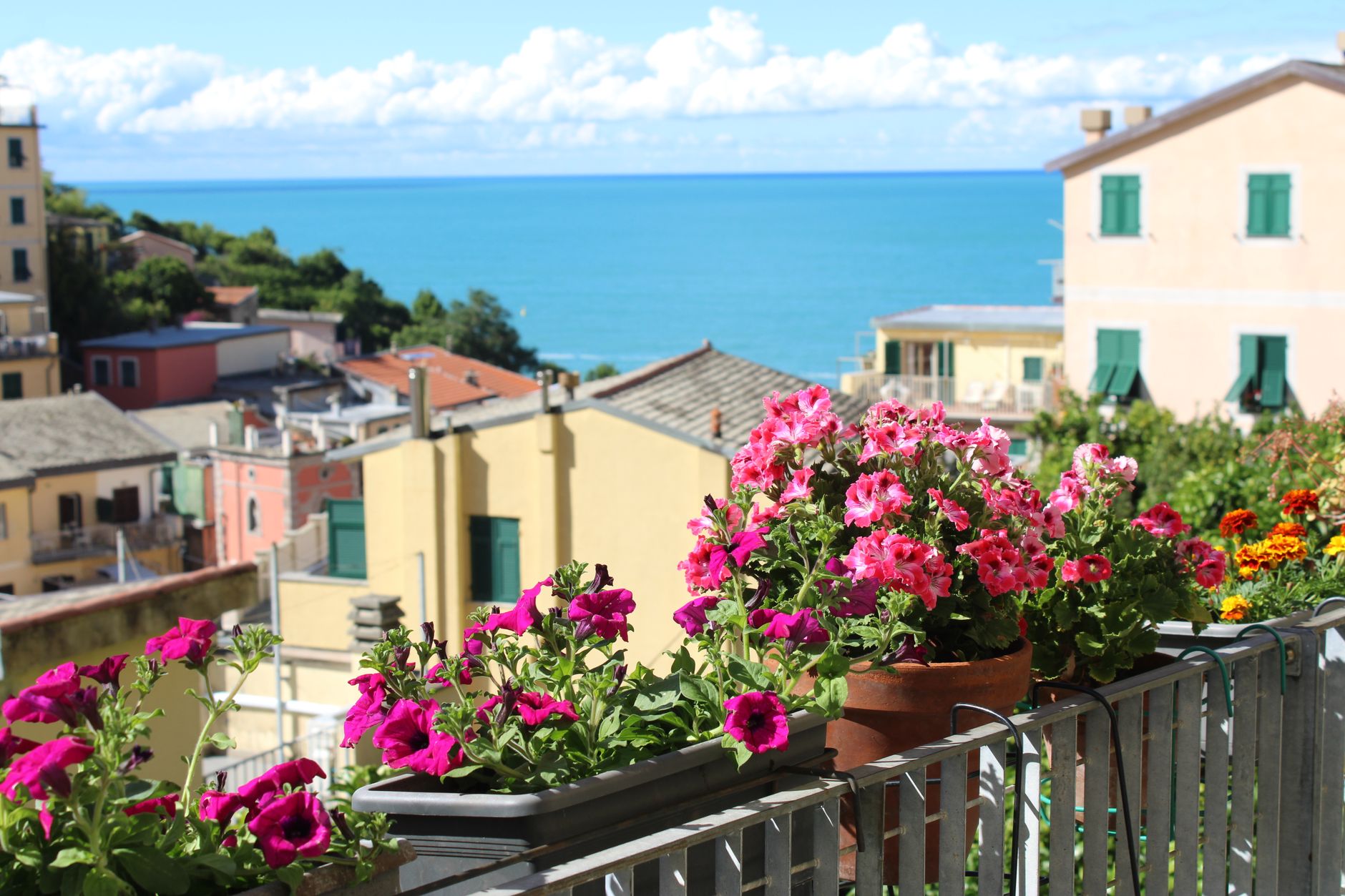 Fiori estivi perenni: quali piantare e come curarli