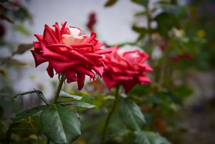 Piante succulente: specie diffuse e come riconoscerle