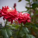 Piante succulente: specie diffuse e come riconoscerle
