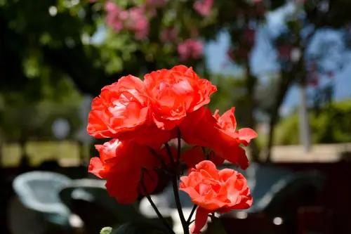 Fiori rossi nomi: specie comuni e dove piantarli