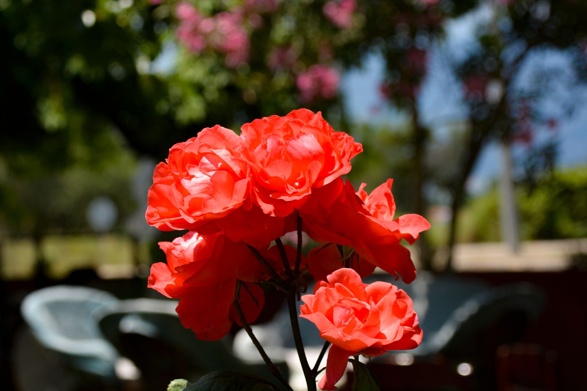 Fiori rossi nomi: specie comuni e dove piantarli