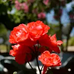 Fiori rossi nomi: specie comuni e dove piantarli