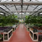 Piante ornamentali esterne: guida alla scelta