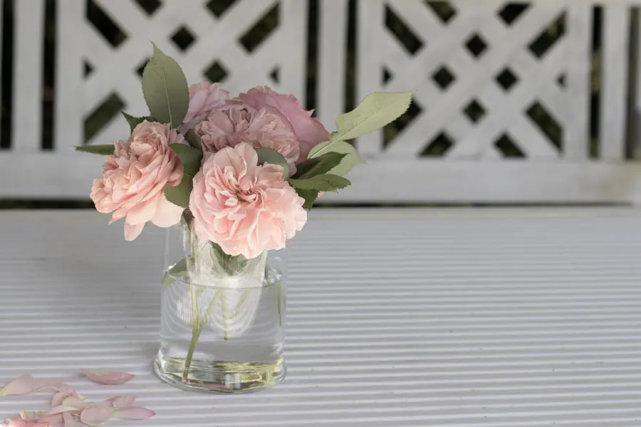 Talea di Rose: guida pratica alla moltiplicazione