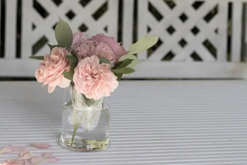 Talea di Rose: Guida Pratica alla Moltiplicazione