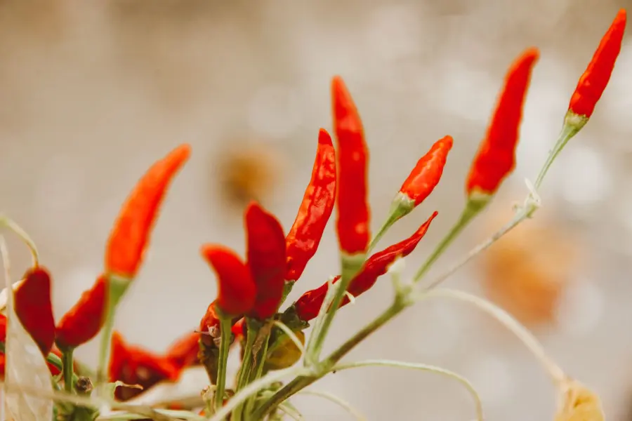 Coltivare Peperoncino in Vaso: Guida Pratica