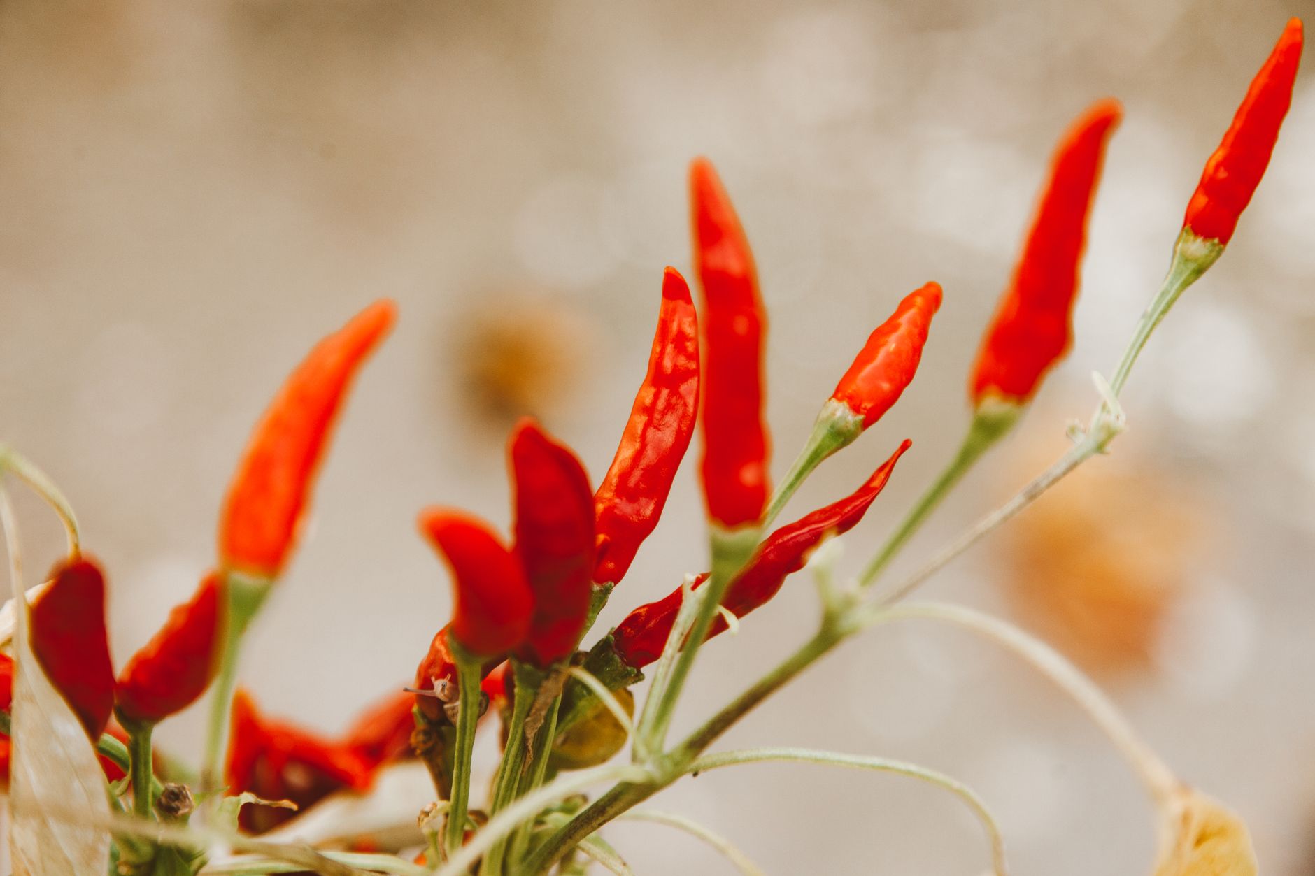 Coltivare Peperoncino in Vaso: Guida Pratica
