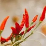 Coltivare Peperoncino in Vaso: Guida Pratica