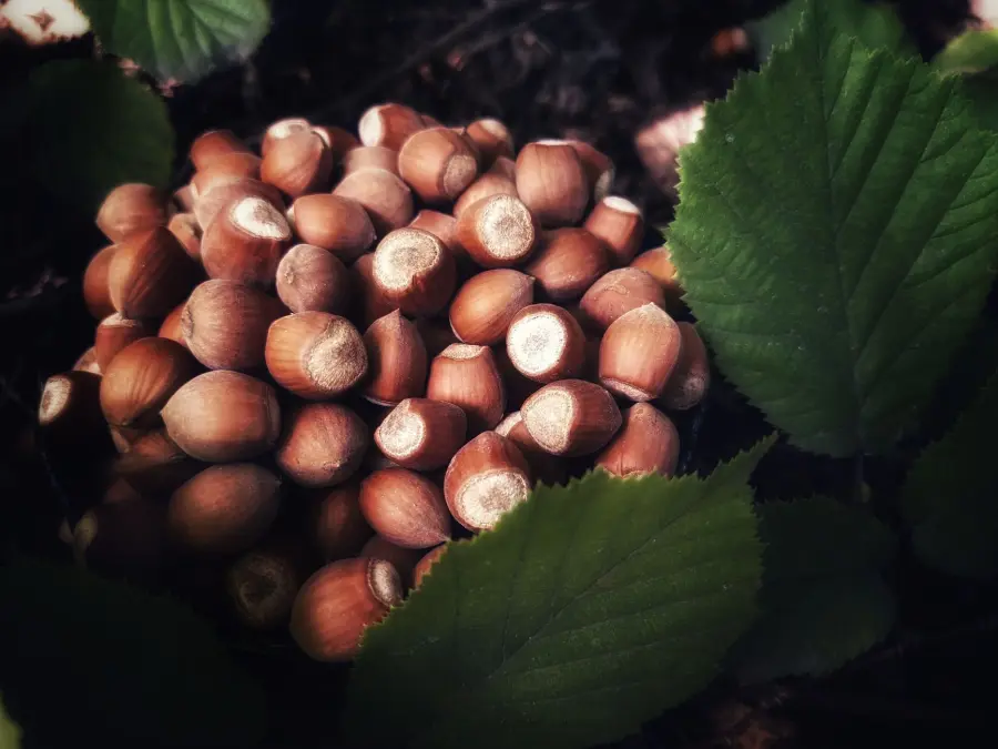 Talea di nocciolo dalla potatura: come farla radicare