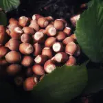 Talea di nocciolo dalla potatura: come farla radicare