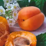Potatura albicocche: quando intervenire