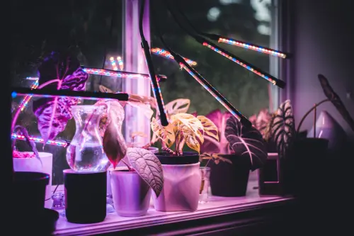 Lampade LED indoor: spettro e distanza dalle piante