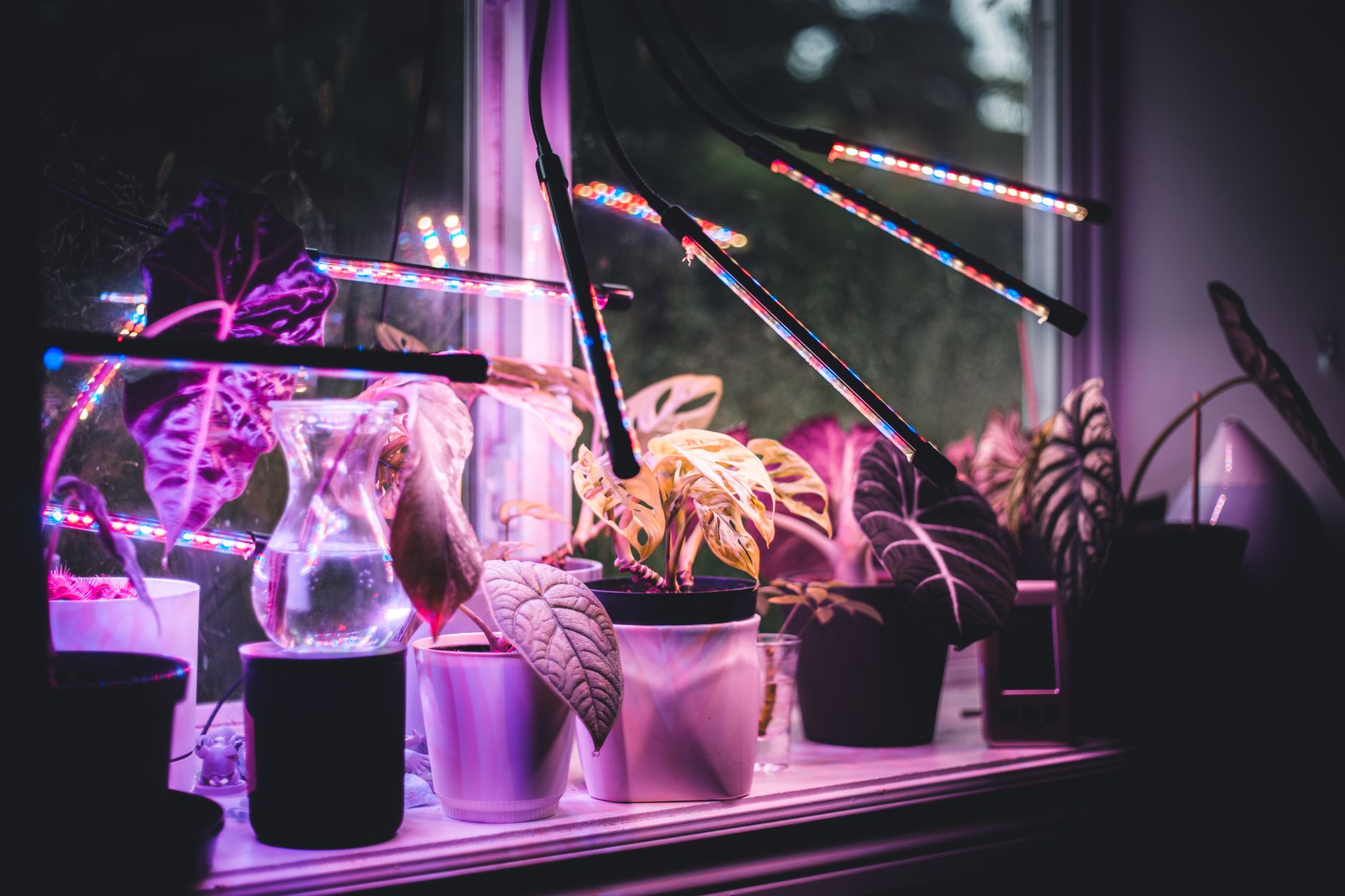 Lampade LED indoor: spettro e distanza dalle piante