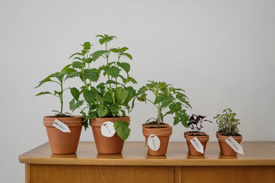 Erbe aromatiche indoor con luce artificiale