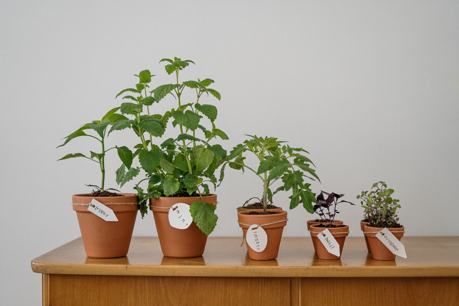 Erbe aromatiche indoor con luce artificiale