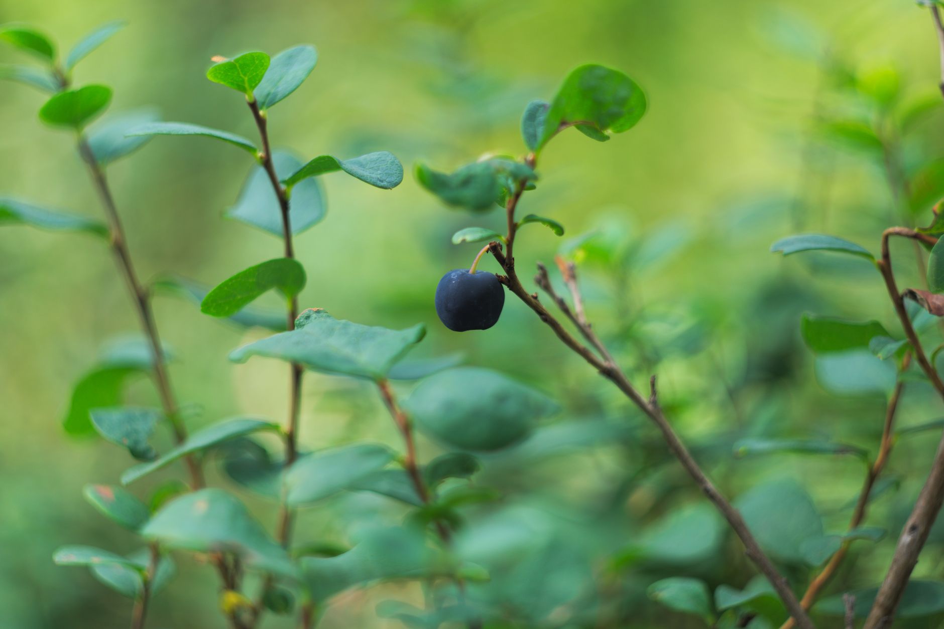 pH soluzione idroponica: nutrienti e controllo