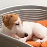 Cuccia per cane, consigli per scegliere quella più adatta