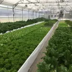 Acquaponica: quale può essere il ruolo dei pesci?