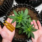 Vaporizzatori alla marijuana: quale scegliere?