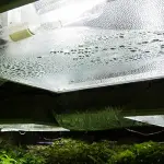 Lampade HPS per coltivazione: guida alla scelta