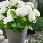 Ortensia: caratteristiche, significato e cura