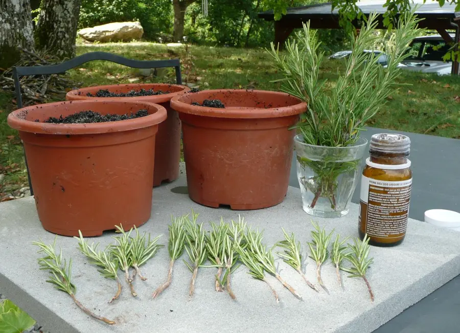 Talea: che cos’è e come funziona?