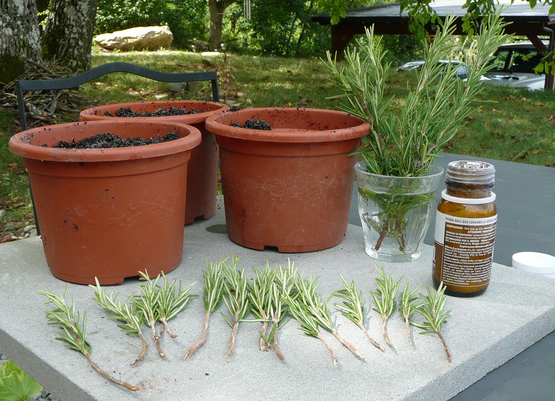 Talea: che cos’è e come funziona?