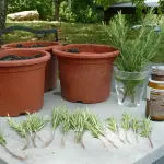 Talea: che cos’è e come funziona?