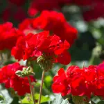 Piante da talea: le specie da poter moltiplicare con facilità