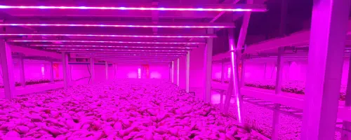 Lampade a led per orchidee: tutto quello che c’è da sapere