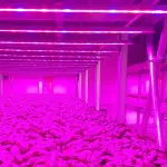 Lampade a led per orchidee: tutto quello che c’è da sapere