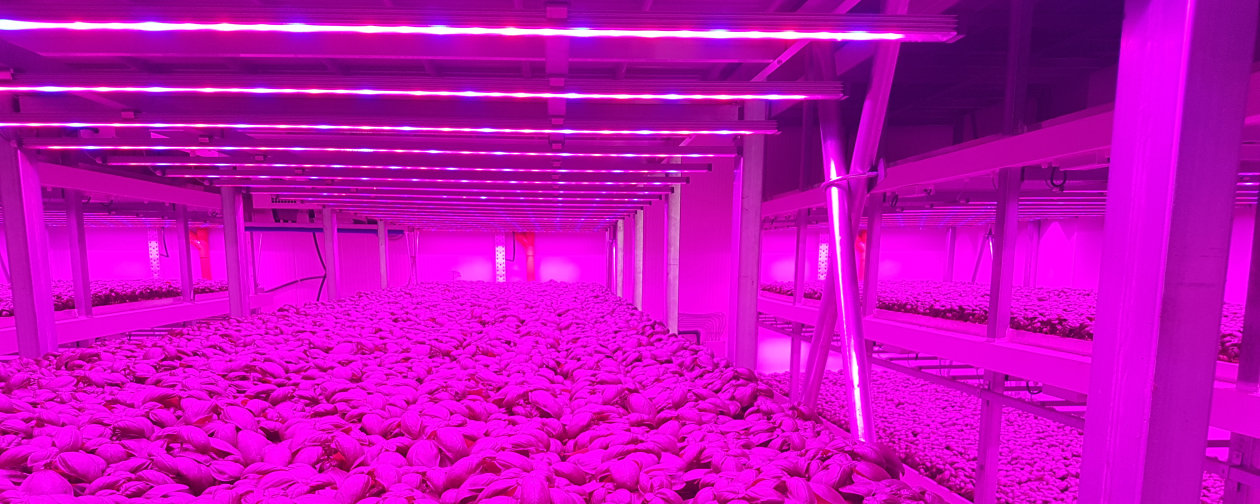 Lampade a led per orchidee: tutto quello che c’è da sapere