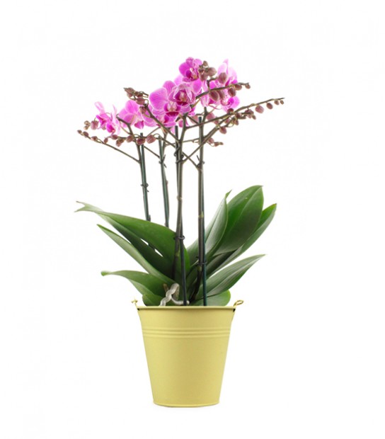 Piccola guida per coltivare orchidee in gel