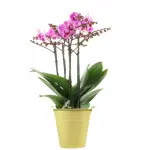 Piccola guida per coltivare orchidee in gel