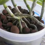 Guida completa su come coltivare orchidee in idrocoltura