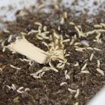 Ecco come sbarazzarsi delle termiti