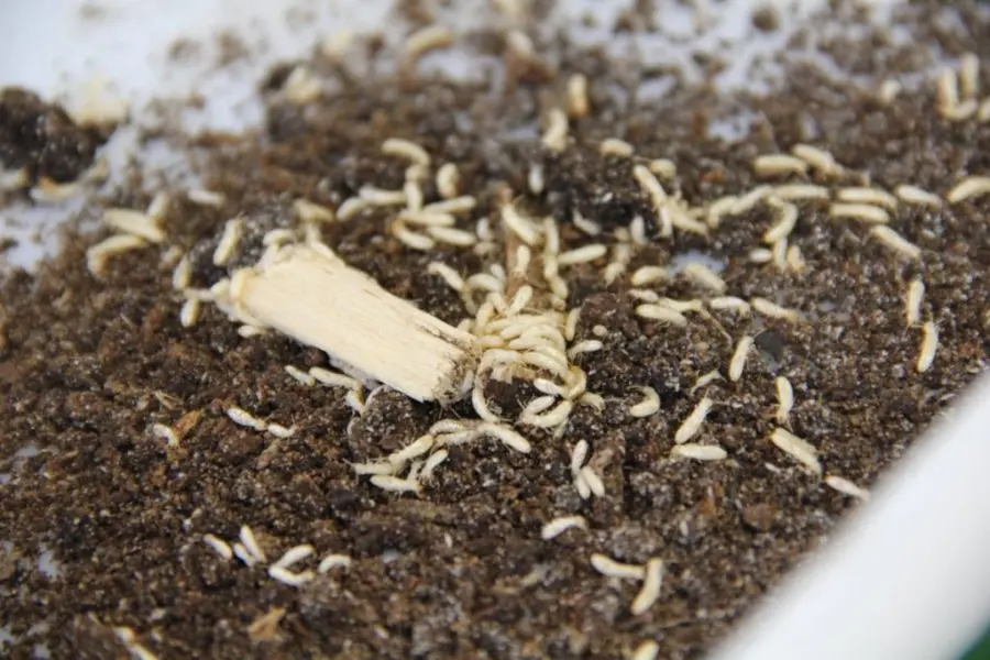 Ecco come sbarazzarsi delle termiti