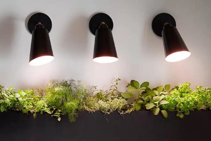 Lampade per la coltivazione delle piante: una scelta importante