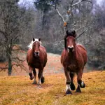 Olio di CBD per cavalli: perché è consigliato e quando usarlo