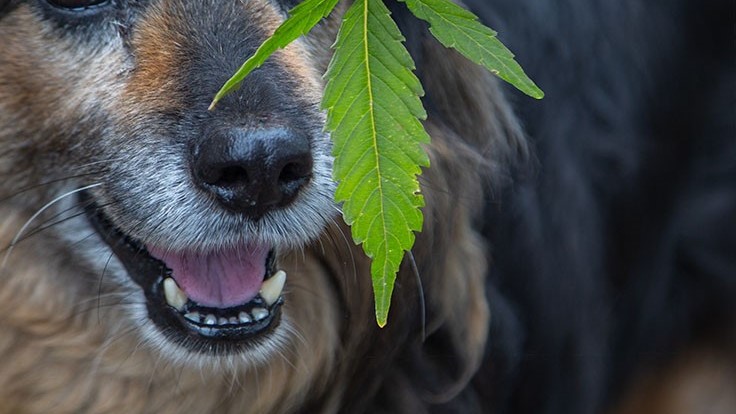 CBD Veterinario: Cannabis per Cani, Gatti e altri animali